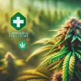 Cannabis flos COSMA - odmiana medycznej marihuany