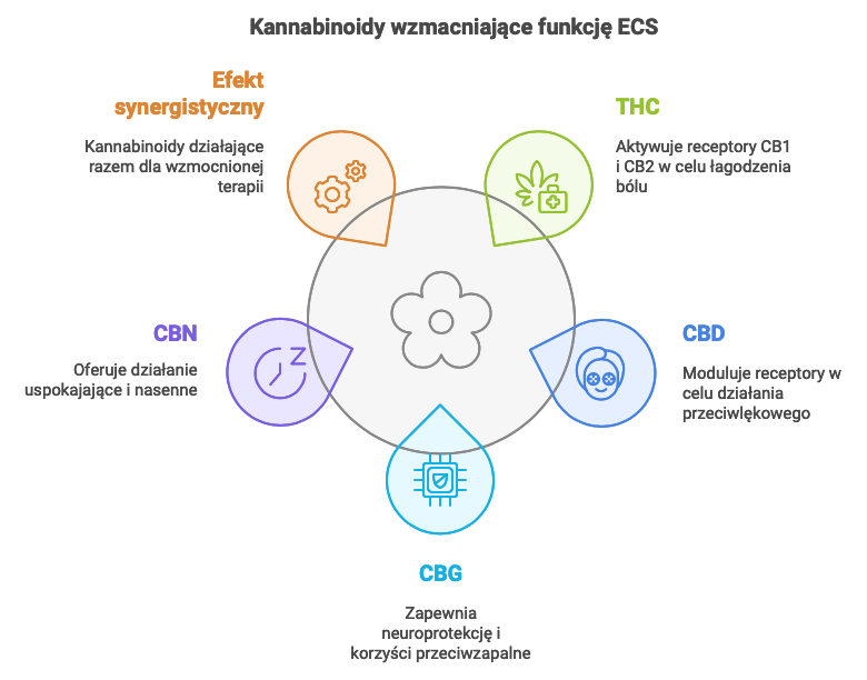 Kannabinoidy wzmacniające funkcję ECS