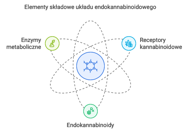 Układ Endokannabinoidowy