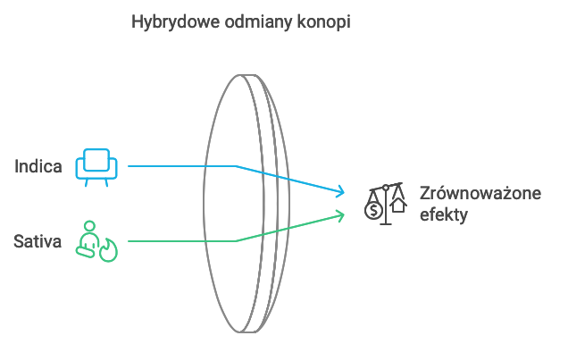 hybrydowa odmiana konopi - połączenie indica i sativa