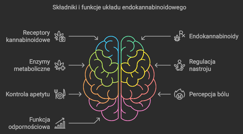 składniki i funkcje układu endokannabinoidowego