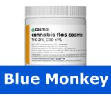 Blue Monkey odmiana medycznej marihuany cannabis flos cosma