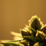 Czy medyczna marihuana pomaga w leczeniu bólu?