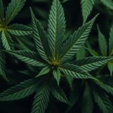 Na co pomaga medyczna marihuana?