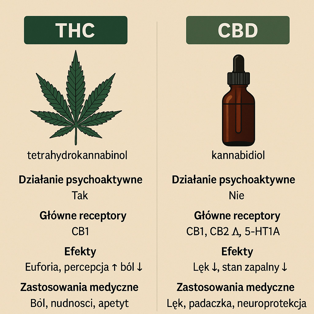 Infografika porównująca THC i CBD pod względem działania psychoaktywnego, głównych receptorów, efektów oraz zastosowań medycznych
