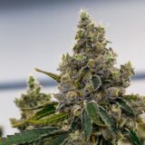 Gelato33