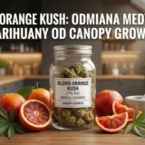Blood Orange Kush 27% THC od Canopy Growth - Odmiana Medycznej Marihuany