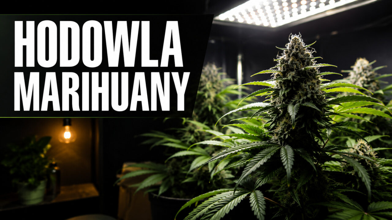 Hodowla marihuany