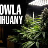 Hodowla marihuany