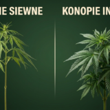 Porównanie konopi siewnych i indyjskich — różnice w pokroju rośliny i budowie liści