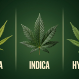 Porównanie liści konopi: sativa, indica i hybryda — różnice w kształcie listków